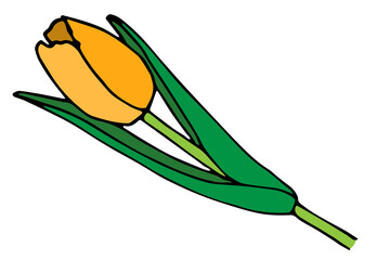 YellowTulip flower sketch drawing vector
