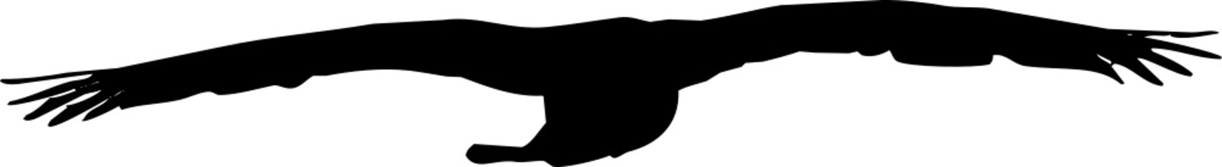 Rapace volant en silhouette, vecteur noir sur fond transparent