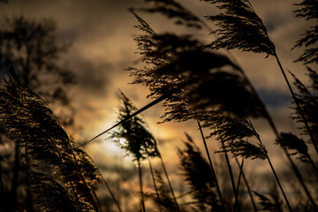 dry cane on the lake