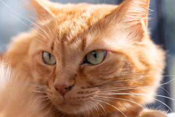 見つめる猫　茶トラ猫