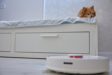 Fluffy German Spitz dog rests on the bed while a robot vacuum cleaner cleans the floor. The concept of comfortable use of modern technologies for cleaning the house with pets