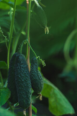 growth and blooming of cucumbers in garden. the Bush cucumbers on the trellis. Cucumbers vertical planting. Growing organic food. Macro