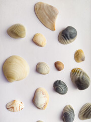 Close up of seashells in a white background with its beautiful patterns of the shell