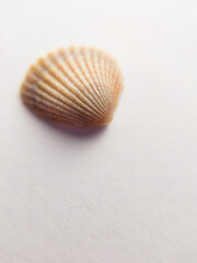 Close up of seashells in a white background with its beautiful patterns of the shell