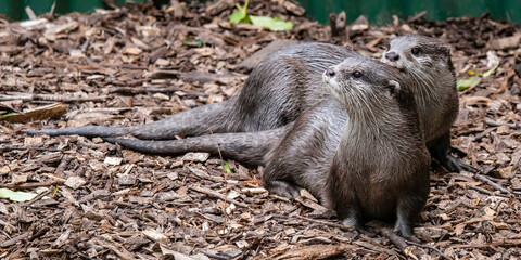 Asian small-clawed otters