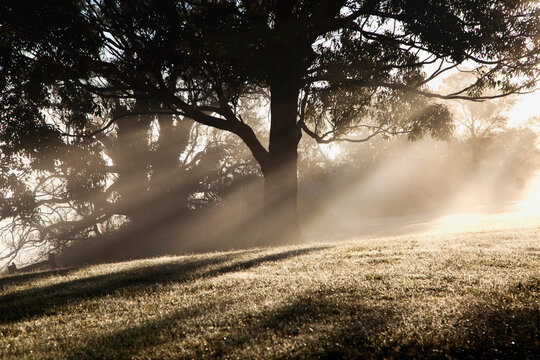Morning Light