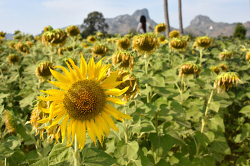 Sunflower in the abundance plantation field against soft backgrond on sunny day