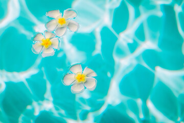 Fototapeta na wymiar Little white and yellow plumeria flowers are in the transparent water, close up, background