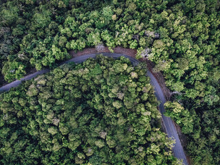 Curved paved long road in the middle of a dense green forest with a huge number of different tall trees, view from above - Powered by Adobe