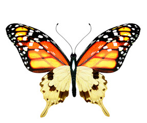 Color monarch butterfly , isolated on the white background