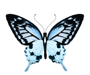 Color monarch butterfly , isolated on the white background