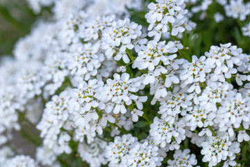 White Iberis evergreen (lat. Iberis sempervirens) is a perennial herbaceous plant of semi-shrub type belonging to the Cruciferous family, close-up