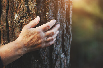 Senior woman's hand touching old tree bark, love nature, World environment day