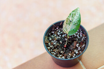 Fototapeta na wymiar Fresh Leaf of epipremnum pinnatum marble plant in a pot 