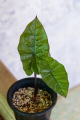 Alocasia Plumbea Nigra in black pot  