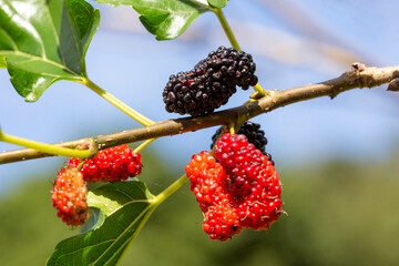 Organic Mulberry fruit tree and green leaves.