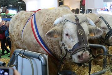 Taureau de la race française charolaise, primé lors du concours général agricole du salon de l’agriculture à Paris, avec un ruban bleu blanc rouge (France)