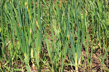 Green onions growing in garden on sunny spring day. Texture of greenery