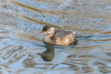 The little grebe - Tachybaptus ruficollis - in its natural habitat