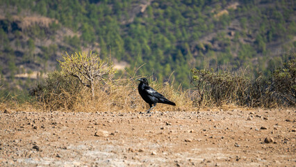 crow looking for food and walking through the area in a natural area of the Canary Islands with vegetation and native animals of the area at sunset with afternoon lights