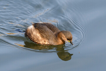 The little grebe - Tachybaptus ruficollis - in its natural habitat