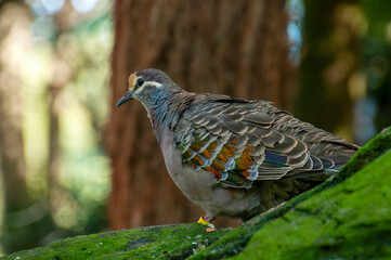 Sydney Australia, Australian native Brush bronzewing pigeon standing on moss covered rock