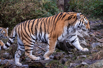 Fototapeta na wymiar Siberian tiger with cub, Panthera tigris altaica