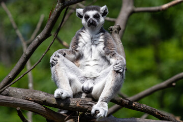 Lemur catta on the tree. The ring-tailed lemur (Lemur catta)