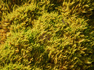 Macro Shot of Moss