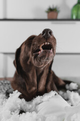 vertical photo of a beautiful brown labrador retriever dog looking up and showing his teeth after breaking a cushion