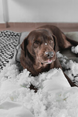 vertical photo of a dog sticking out his tongue after breaking a cushion. he has pieces of the cushion in his nose and there are pieces everywhere