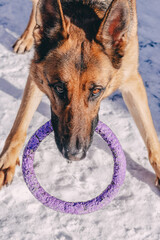 Portrait of a beautiful young German Shepherd girl with a purple puller in her teeth. A dog with beautiful smart brown eyes looks into the camera against the background of white snow