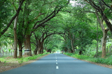 Fototapeta premium road in the forest