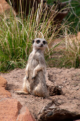 Fototapeta premium Sydney Australia, Meerkat on alert in bushland