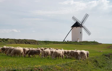 Foto op Plexiglas Herd of sheep with a windmill in the background. Castilla la Mancha © PepinPedros