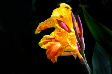 Yellow canna lily