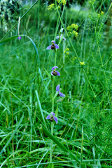 Bee Orchid (Ophrys apifera) growing wild in a meadow
