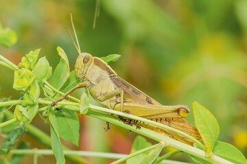 Migratory locust (Locusta migratoria), locust resting on vegetation in Sanlúcar de Barrameda (Spain).
