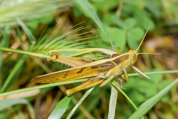 Migratory locust (Locusta migratoria), locust resting on vegetation in Sanlúcar de Barrameda...