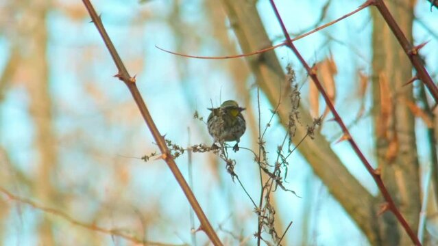 wildlife europe birds - Greenfinch eating seeds on tnin plant