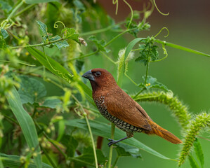 Scaley busted munia sitting in green background