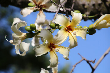 White blossom of Kapok tree in close up photographed in the botanical garden of Malta 