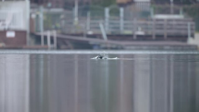 Cormorant swimming and fishing in a pond