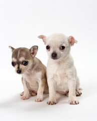 cachorros chiguagua