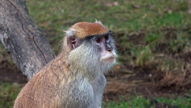 The patas monkey (Erythrocebus patas), also known as the wadi monkey or hussar monkey, is a ground-dwelling monkey distributed over semi-arid areas of West Africa, and into East Africa.