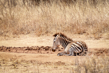 Fototapeta na wymiar zebra foal lying africa 