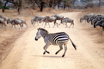 Fototapeta na wymiar Zebra and Wildebeest running across african road on safari