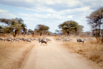 Fototapeta na wymiar herd of wildebeest in national park africa
