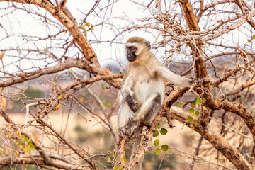 monkey on a branch in africa