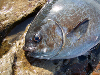 大型のイズスミ（ササヨ）の魚体を磯の上で顔アップで撮影。 Large-tailed drummer (brassy chub, Isuzumi, Babatare) landed by the fisherman, lay on a rocky background.
